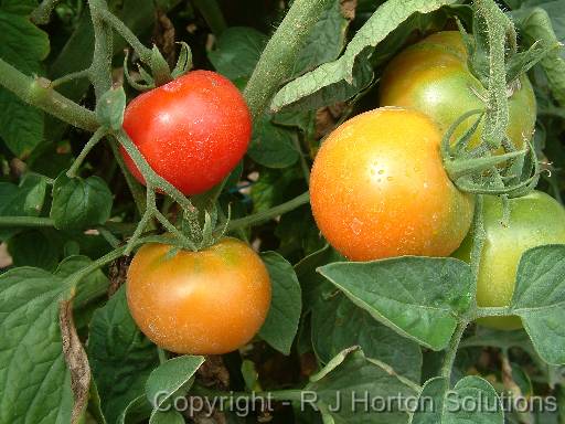 Tomatoes on vine 